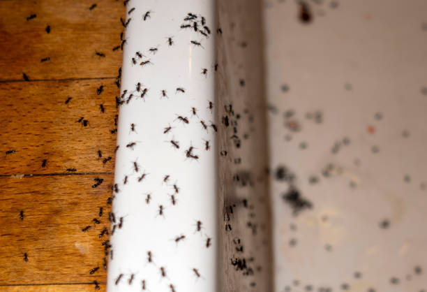 Best Best Pest Control Companies  in Dilworth, MN
